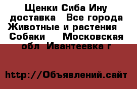 Щенки Сиба Ину доставка - Все города Животные и растения » Собаки   . Московская обл.,Ивантеевка г.